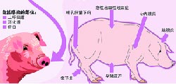 【专题】四川发生人感染猪链球菌病疫情-猪链