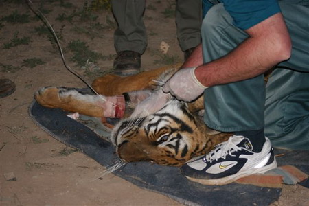 中國華南虎在南非接受野化訓練突然病故(組圖)
