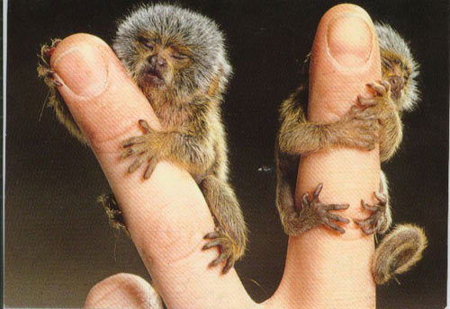 世界上最小的猴只有手指长喜欢捉虱子吃(图)-最