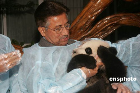 ��ͼ���ͻ�˹̹��ͳ��ɳ����̽�ô���è