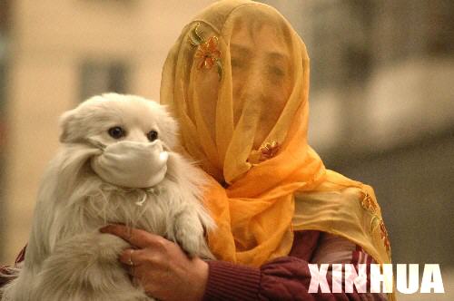 一位戴紗巾的女士給小狗也戴上口罩防塵。