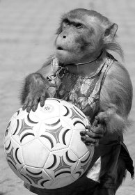 狗熊、猴子纷纷登场 动物足球赛游客开眼-动