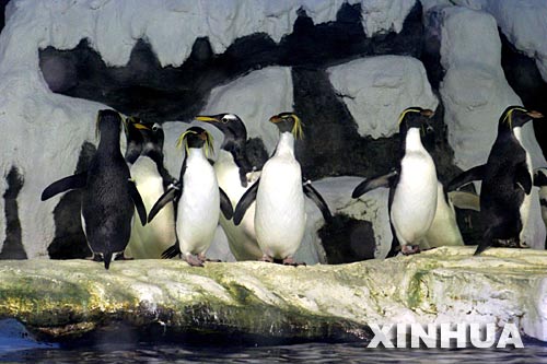 7月5日，大連老虎灘極地館內的南極企鵝在人造冰雪的環境中悠閒散步。大連老虎灘極地館爲動物創造了舒適的度夏環境，同時也讓遊客們感受到極地動物帶來的樂趣。 新華社發（武河 攝） 