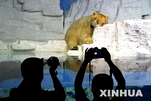 7月5日，在大連老虎灘極地館，一隻北極熊在人造冰雪的環境中酣睡。大連老虎灘極地館爲動物創造了舒適的度夏環境，同時也讓遊客們感受到極地動物帶來的樂趣。 新華社發（武河 攝） 