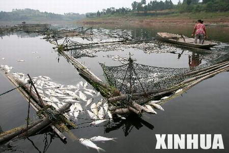 四川遂寧突然降溫20攝氏度100萬斤魚死亡(圖)