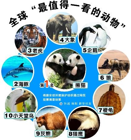 大熊貓被全球網民票選爲最值得一看的動物
