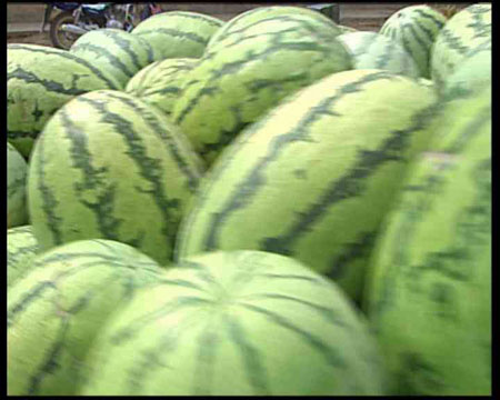 央視《社會記錄》拯救西瓜