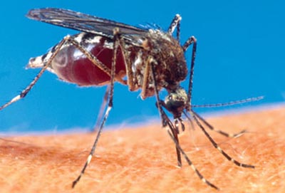 世界十大最致命动物蚊子传播疟疾居首(组图)