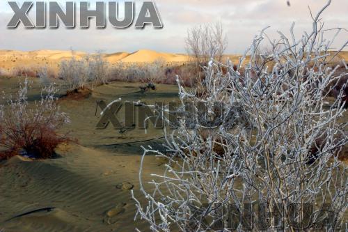 11月28日，塔克拉瑪干大沙漠深處的新疆且末縣出現罕見的霧凇景觀，樹木銀裝素裹，蔚爲大觀。