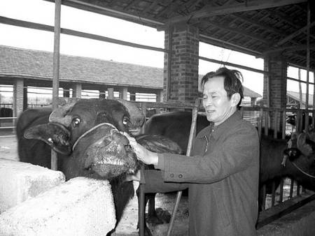 廣西東興市副市長放棄職位下鄉養牛