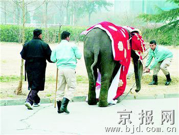 昨日一隻5歲小象衝出北京動物園象館　“米蓋拉”大鬧動物園