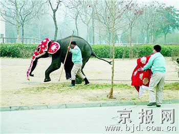 昨日一隻5歲小象衝出北京動物園象館　“米蓋拉”大鬧動物園