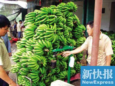香蕉致癌謠言使粵瓊蕉農損失7億元(圖)