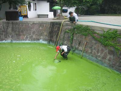 2007年5月9日，無錫，黿頭渚風景區每年要投入100多萬清理景區內的藍藻，工作人員抽走進入景區內塘的藍藻。 來源：CFP