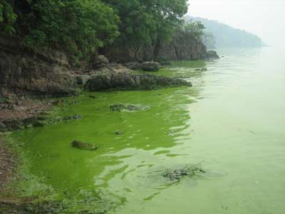 無錫，黿頭渚最佳觀湖景點，但藍藻成禍，遊客已經不能與太湖水親密接觸了 來源：CFP