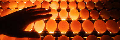 上海將研發含疫苗雞蛋專家稱食用後可抗禽流感