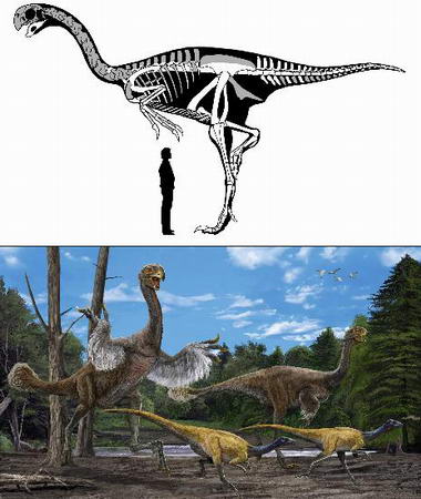 我國發現世界最大似鳥恐龍化石(組圖)