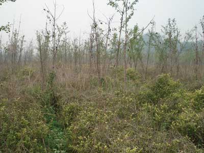 黃保印的種植園被封兩年多了，雜草叢生，一片荒蕪