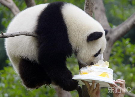 重庆大熊猫宝宝一岁生日吃蛋糕(组图)-熊猫,生