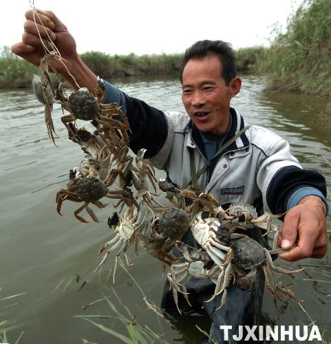 七里海河蟹成为国家地理标志产品(组图)-七里海