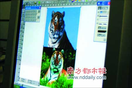 專家從各自專業角度分析華南虎照片作假