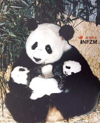 探祕成都熊貓基地：大熊貓遷地保護20年(組圖)
