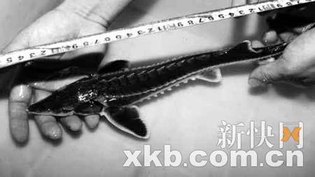 重慶漁民在長江內捕到野生中華鱘(圖)