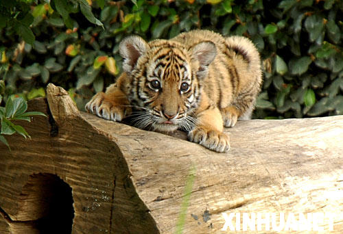 1月20日，華南幼虎在南非最大城市約翰內斯堡北部的洛裏野生動物保護中心內玩耍。