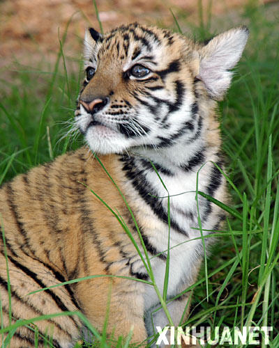 1月20日，華南幼虎在南非最大城市約翰內斯堡北部的洛裏野生動物保護中心內玩耍。