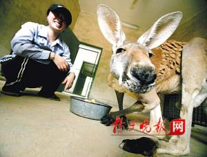 南京动物园袋鼠走红 只因名字带鼠字(图)-南京