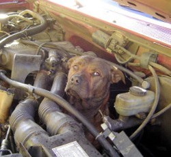 不可思议 F150皮卡车引擎厢中发现公牛犬