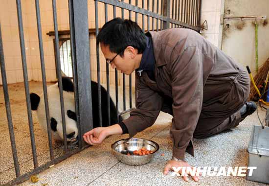 組圖：臺灣飼養員學習照顧贈臺大熊貓