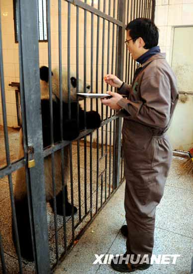組圖：臺灣飼養員學習照顧贈臺大熊貓