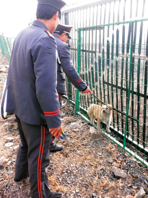 小狗被困铁路双层护网内 保安巡逻救出遭囚小狗-狗