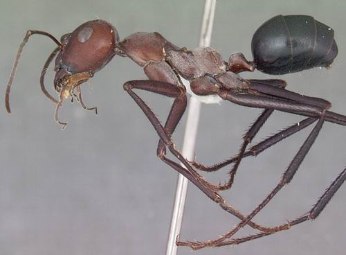 令人惊叹的世界:千姿百态的蚂蚁种类(图)-蚂蚁