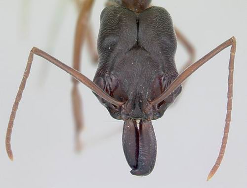 令人惊叹的世界:千姿百态的蚂蚁种类(图)-蚂蚁