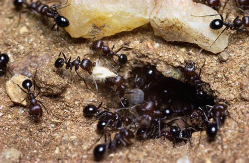 蚂蚁种类名称及图片