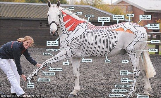 聪明女骑手在马体绘骨架 讲解如何解剖马匹-马