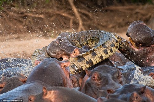 动物大战:鳄鱼与众河马较量后被杀瞬间(图)-鳄鱼