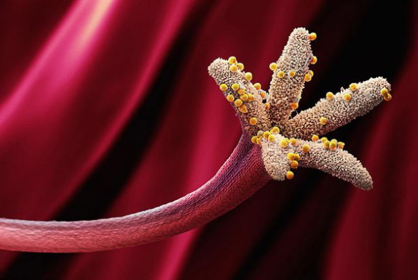 使之得以附在动物身体上这是花锦葵属植物的花粉,表面针刺状结构有助