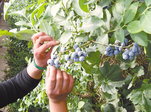 天津在蓟县建成京津地区规模最大蓝莓基地-蓝