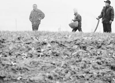 8省冬小麦受旱面积达4成 政府10措施促粮食生