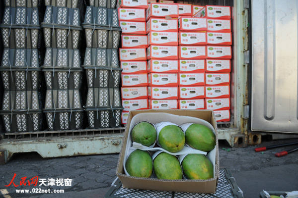 4万斤海南水果水路进天津 每斤能比陆运省4角