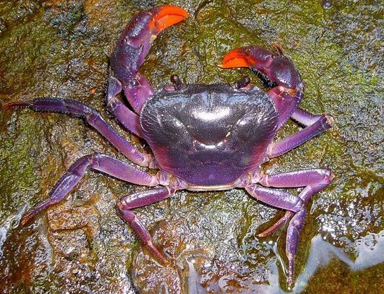 菲律宾惊现全身紫色的奇特螃蟹新物种(图)-菲律