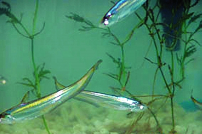 共有包括刀鱼在内的19种鱼类,精子放在零下19