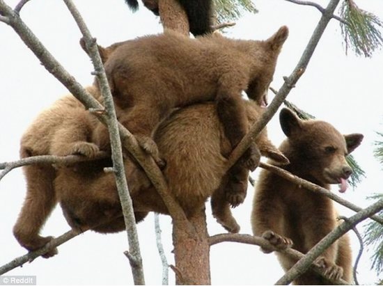 北美一棵树上爬满十多只幼熊 图片走红网络(图