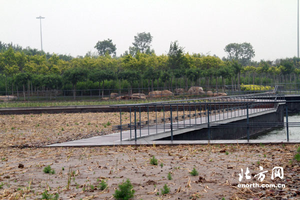 临港湿地公园:人工湿地让水浊变清-环保行