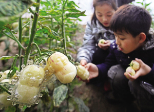天津市首批人参果上市:营养丰富蔬菜水果兼用