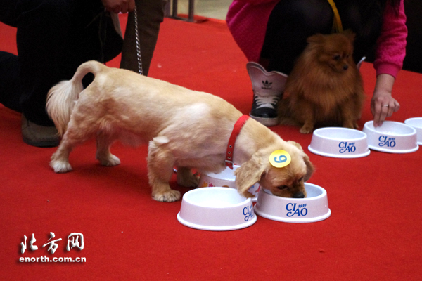 首屆天津愛寵日 救助流浪動物公益基金成立