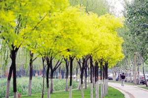 天津城市绿化色彩斑斓 彩色树种城市处处可见